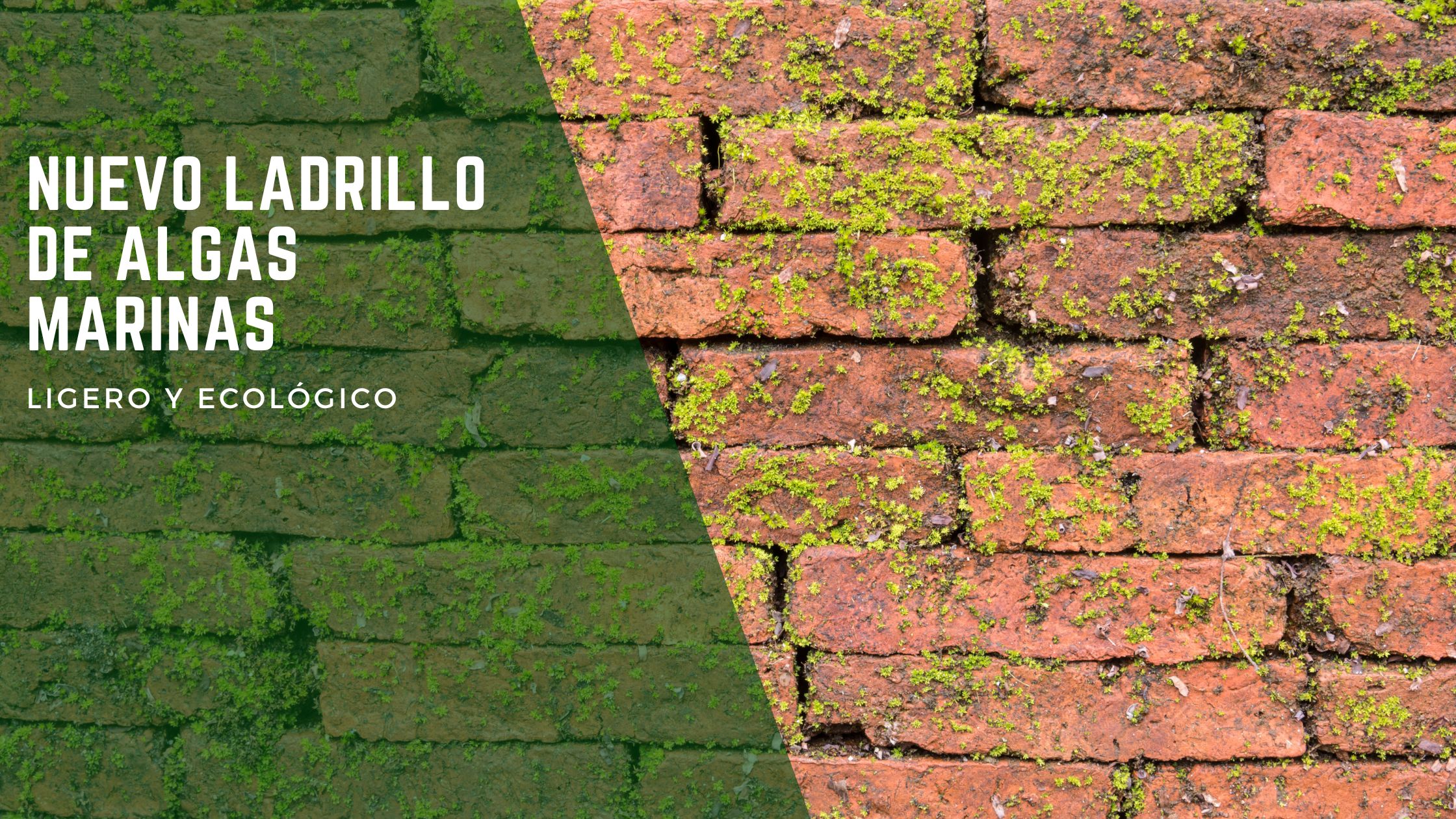 ladrillos-algas-marinas-construccion-sostenible-cordoba-1